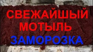 Свежий мотыль,  промывка и упаковка...