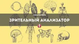 Анат на 5: Зрительный анализатор