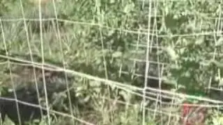 How to Build a Trellis in your Garden