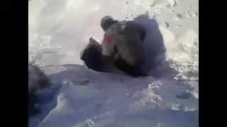 Коровы ушли в нору под снег