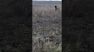 Натаска Дратхаара