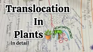 Translocation in Plants 🪴🌴 || Plant Physiology || Hand Written Notes ||