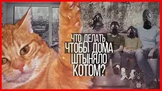Что делать, чтобы дома штыняло котом?