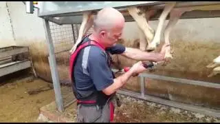 Пдстричь ногти овце/shear nails