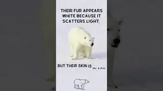 Do you know? Polar bears have black skin #shorts