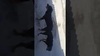 РОТВЕЙЛЕР Борис и Чара ВЯЗКА СОБАК