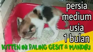 Kitten persia medium umur 1 bulan