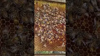 НЕПЛІДНІ матки бакфаст #бакфаст #бджільництво #бджоли