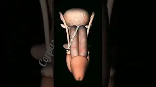 male reproductive system|male reproductive system 3d animation |human reproductive system