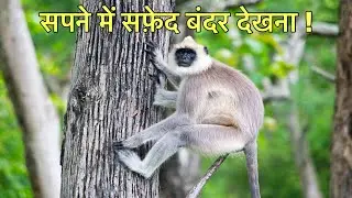 सपने में सफ़ेद बंदर देखना । सपने में बंदर देखने का मतलब । Seeing white monkey in dream ।
