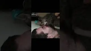 Painful cat bath