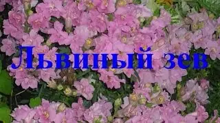 Львинный зев   Осеннее черенкование Уход  как Сохранить зимой Antirrhinum Разведение рост Антирринум