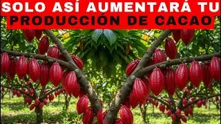 Cocoa: This is how you will INCREASE your cocoa production