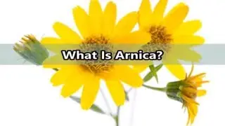 What Is Arnica?- Benefits of Arnica- Arnica Montana