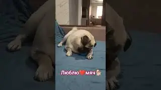 #собака #pug #забавные #животные #собаки #милый #мопс