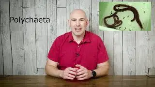Phylum Annelida, Earthworms and Leeches