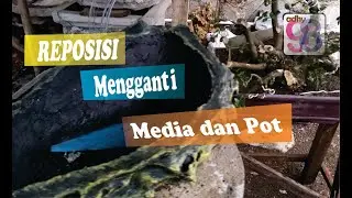 cara mengganti pot dan media tanam bonsai