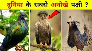 Top 3 Most unique bird in the world 😨 दुनिया की सबसे अद्भुत पक्षी .