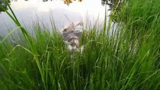 Бобёр.... Ловим Много Рыбы Сачком, и он приплыл прямо к нам. БОБЁР ест)))