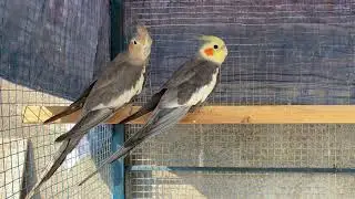 Cockatiels Best Pair| Gray Cockatiels  |Natural sound | Birds | Shareks Talking Parrot |