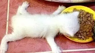 FUNNIEST CATS and DOGS - Try to HOLD your LAUGH