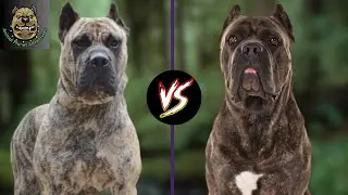 Cane Corso vs Presa Canario : Which one is preferred ?
