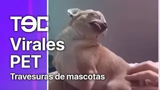 Virales PET - Travesuras de mascotas