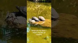 Тортиллы ❤️