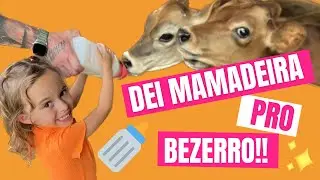 DANDO MAMADEIRA PROS BEZERROS