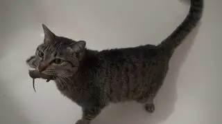 Чина и мышь