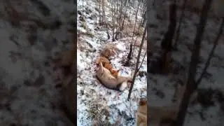 охота на косулю октябрь 2022.Собачки не подвели.