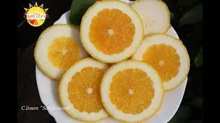 Лимон 