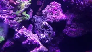 Pulsing xenia is the devil