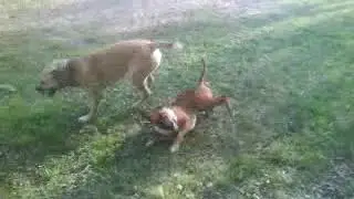 Marta vs. Gray