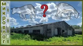 Куда делись коровы? / Заброшенные коровники Подмосковья #МИКРОВЛОГ