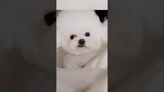 집사가 맘에 안 드는 댕댕이 표정 🐾🤣 #shorts #댕댕이 #강아지 #pets #cute #animals #dog