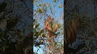 Atração Forte entre Beija Flor e Mulungu Revelada!