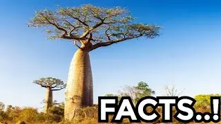 This Tree Can Carry 38,00 Gallons of water | Amazing Random Facts