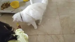 Meet with my nancy 🤣#cat #foryoupage