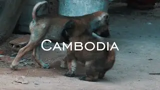 ONE Minute in Cambodia - Cinematic Travel Film (HD)