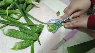 Güzellik İksiri Aleo Vera Jeli Nasıl Çıkartılır ?