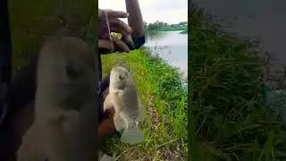 MANCING NILA MONTOK MONTOK