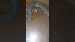 змея кусает мыша 😲😲😲