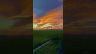 BTS - Spring Day 