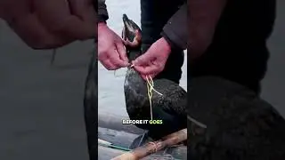 Fishing By Using Cormorant Birds 