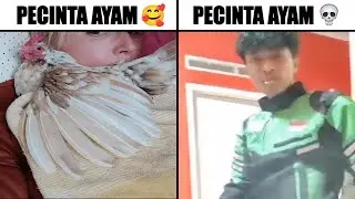 Pecinta Ayam 🥰 Ketika Ketemu Pecinta Ayam 💀...