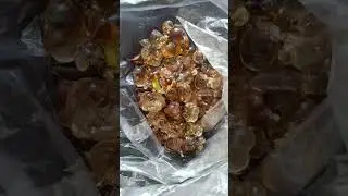 живица на связи