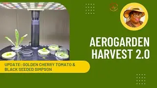 3 Weeks Update: Golden Cherry Tomatoes, Chicory & Black Seeded Simpson Lettuces | RootRot | Cleaning