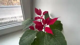 Снегири и коты!