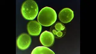 Happy Microbe Holidays!